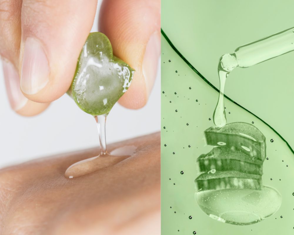 Pourquoi le jus d'aloé vera est meilleur que la poudre d'aloé vera ?